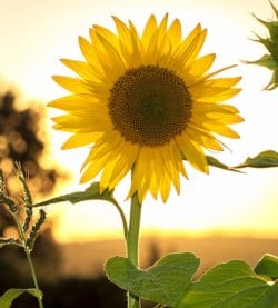 Well-being image of sunflower